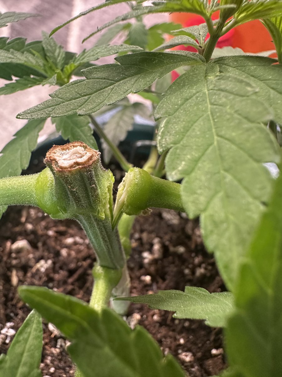 Highly Ganjanous tweet media