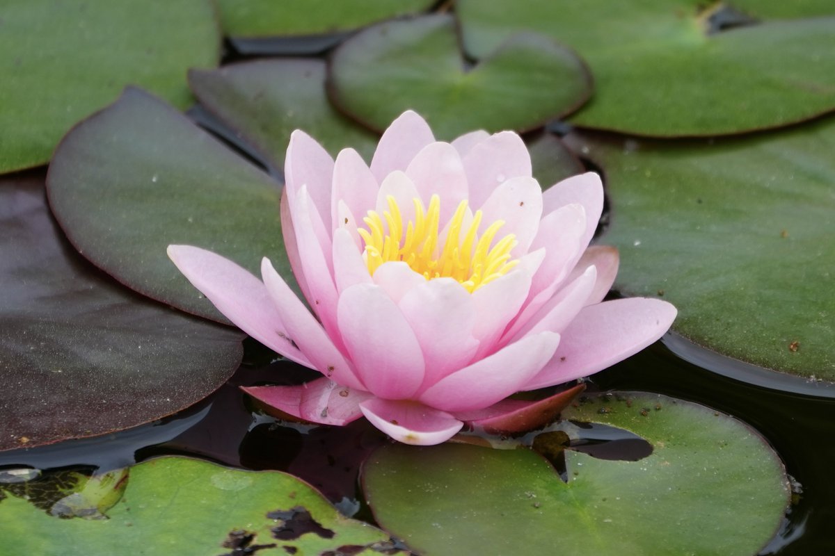 まみもこ tweet media