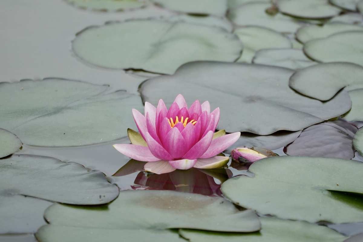 まみもこ tweet media