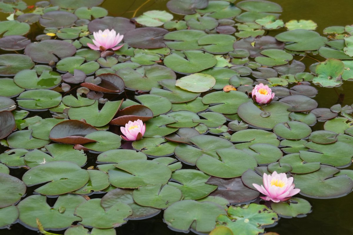 まみもこ tweet media