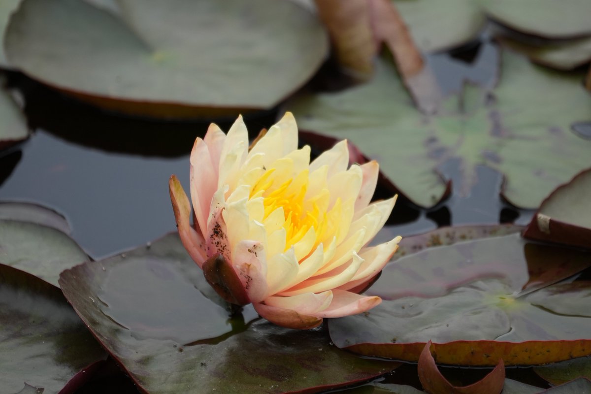 まみもこ tweet media