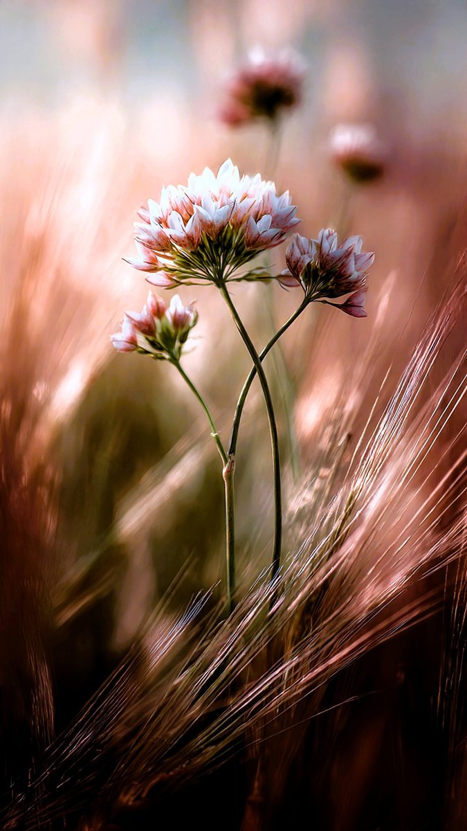 Mela1671165's tweet image. Kwiat w wysokiej trawie 
📷 djovan 

#fotografia #kwiaty 
#photography #flowers