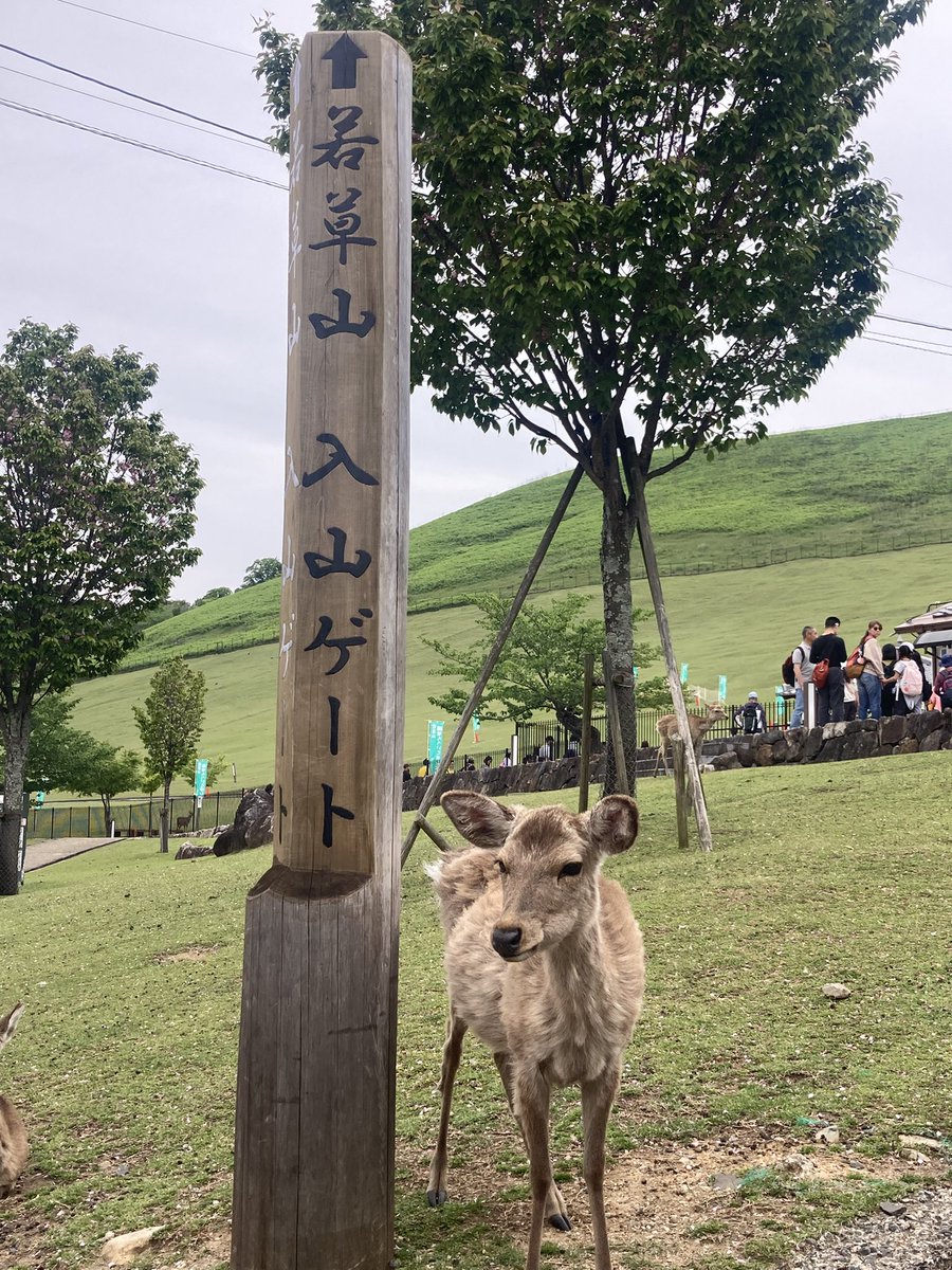 ヤマネコᗢ tweet media