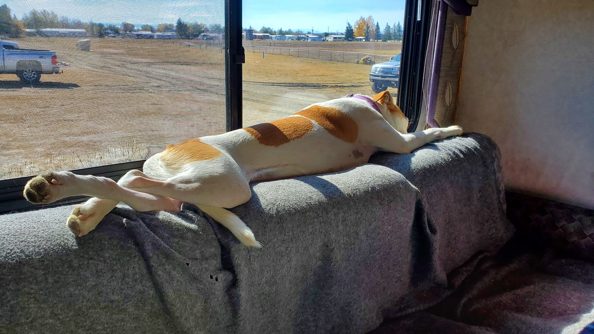AwayWeGo6's tweet photo. Kat loves to lay on the couch in the sun. Sometimes a little too long!
#dog #doglife #doglover #sleepingbeauty #sunburn #sleepingdog #funnyanimals #funnydogs #funnydogvideos #funnydogreels https://t.co/TiHNqw8IT7