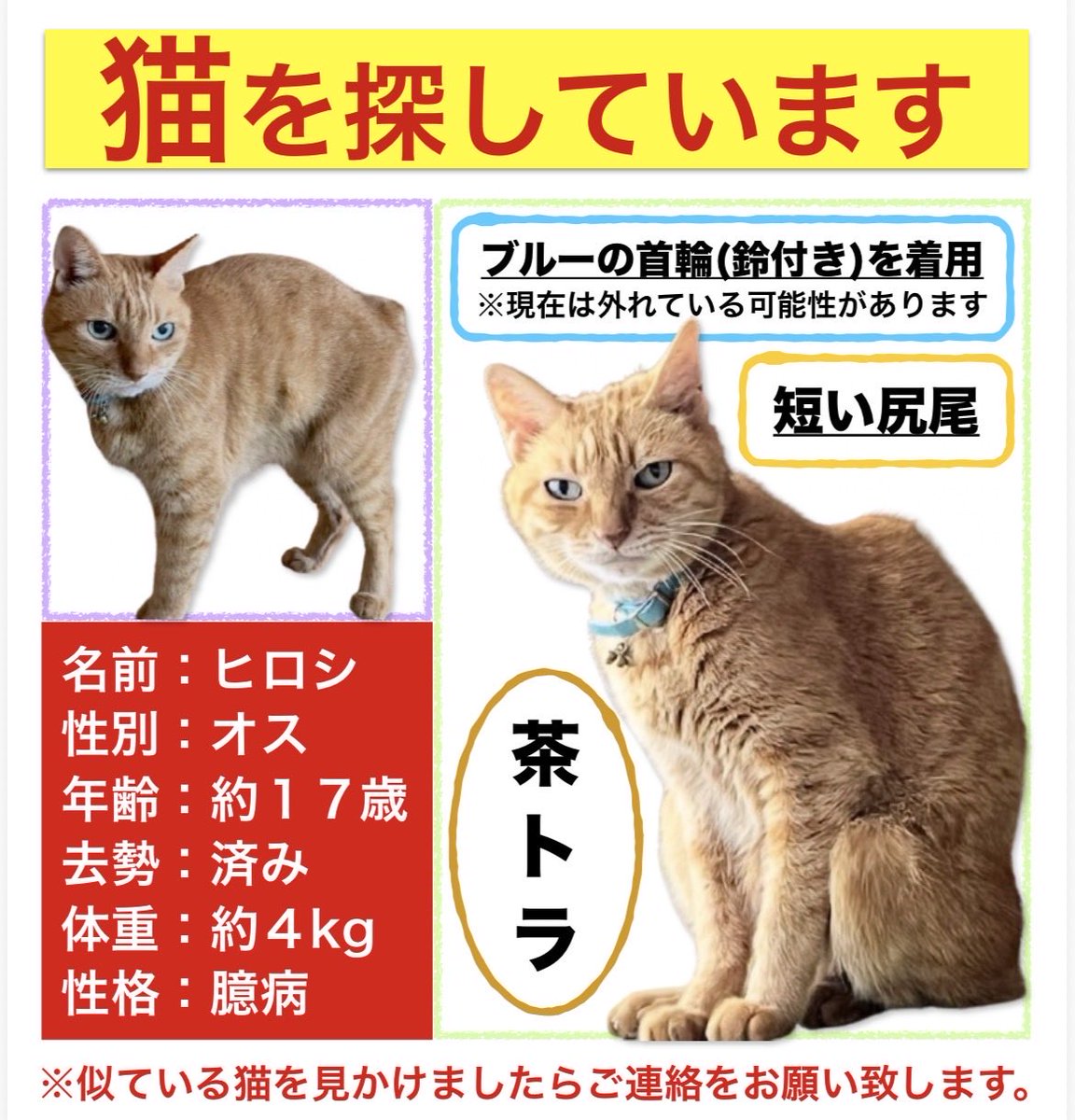 茶トラヒロシ tweet media