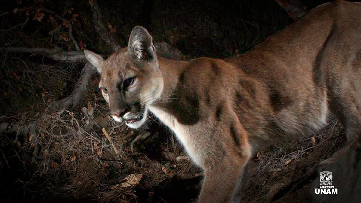 Fundacion_UNAM's tweet image. ¡Buenos días, #Pumas! ☀️😸 Recuerden que cada esfuerzo vale la pena. ¡Vamos con todo!