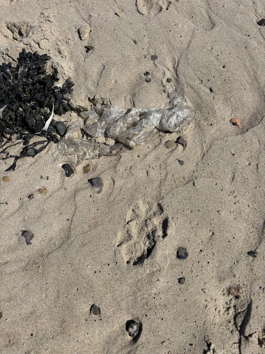 waddells74's tweet image. Let’s keep our beautiful 🏖️ clear of #litter #plasticpollution #Cambois just #Binit 🗑️ 😀 🥰 xx