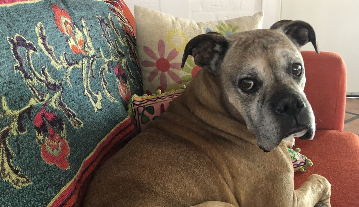 GiovanettL's tweet photo. En este día como no recordarte  #Bartolo de mi ❤️quien compartió 15 años de vida en nuestra familia. #DiaDelAnimal https://t.co/km5svPCF1v