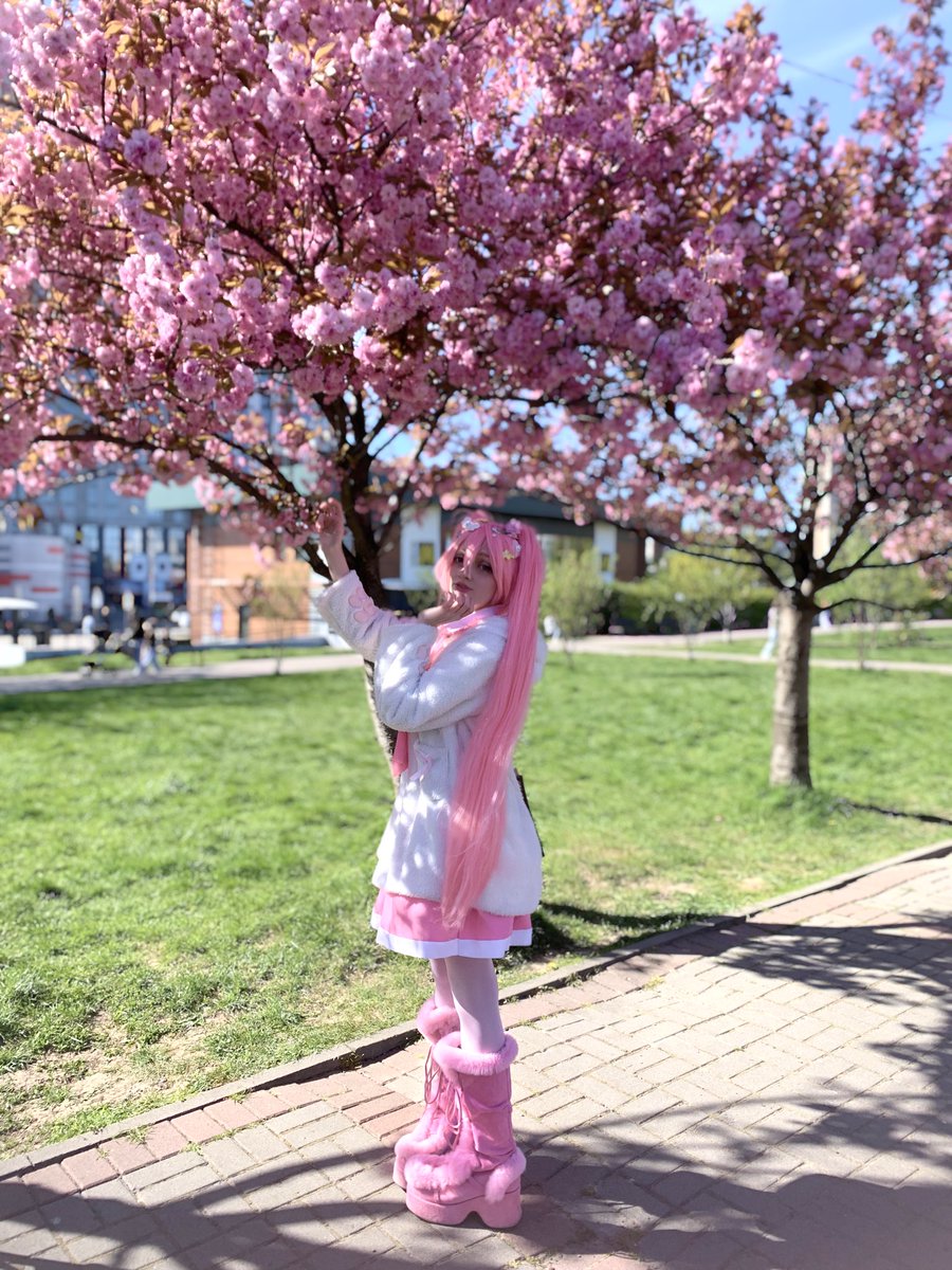Sai_M1ku's tweet image. 桜は、私がこれまで見た中で最も神秘的な木の一つです。(˶ᵔ ᵕ ᵔ˶) ‹𝟹🌸

#初音ミク #桜 #桜ミク #sakura #hatsunemiku #cosplay