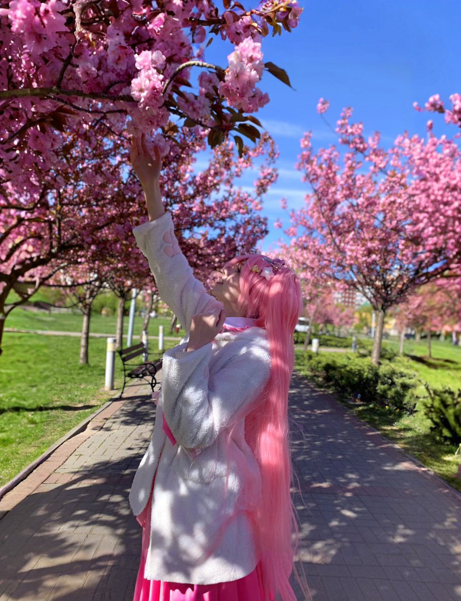 Sai_M1ku's tweet image. 桜は、私がこれまで見た中で最も神秘的な木の一つです。(˶ᵔ ᵕ ᵔ˶) ‹𝟹🌸

#初音ミク #桜 #桜ミク #sakura #hatsunemiku #cosplay
