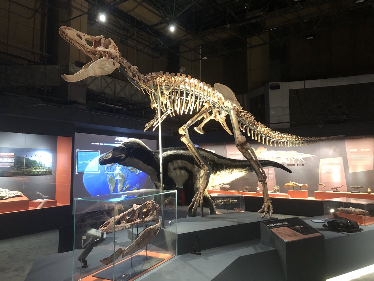 Special exhibit of T. rex held at the National Natural History Museum of China. It tells people what is T. rex, T. rex with its research history, the tyrannosauroid evolution, the Asian close relatives of T. rex, and T. rex culture. It is amazing that we witness the first landing