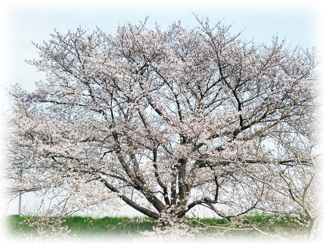 v6E7E6Ojquo3kI8's tweet image. 水辺のある風景 ～
埼玉県川島町の、梅ノ木 桜づつみ ～その3

「梅ノ木桜づつみ」は 梅ノ木古凍貯水池付近に連なる 桜の名所です

季節になると 明るい黄色の菜の花と 優雅に咲く桜が 一緒に楽しめ とても 綺麗です...

2026.03/30
#桜 #梅ノ木桜づつみ #川島町 #花 #梅ノ木古凍貯水池 #桜づつみ