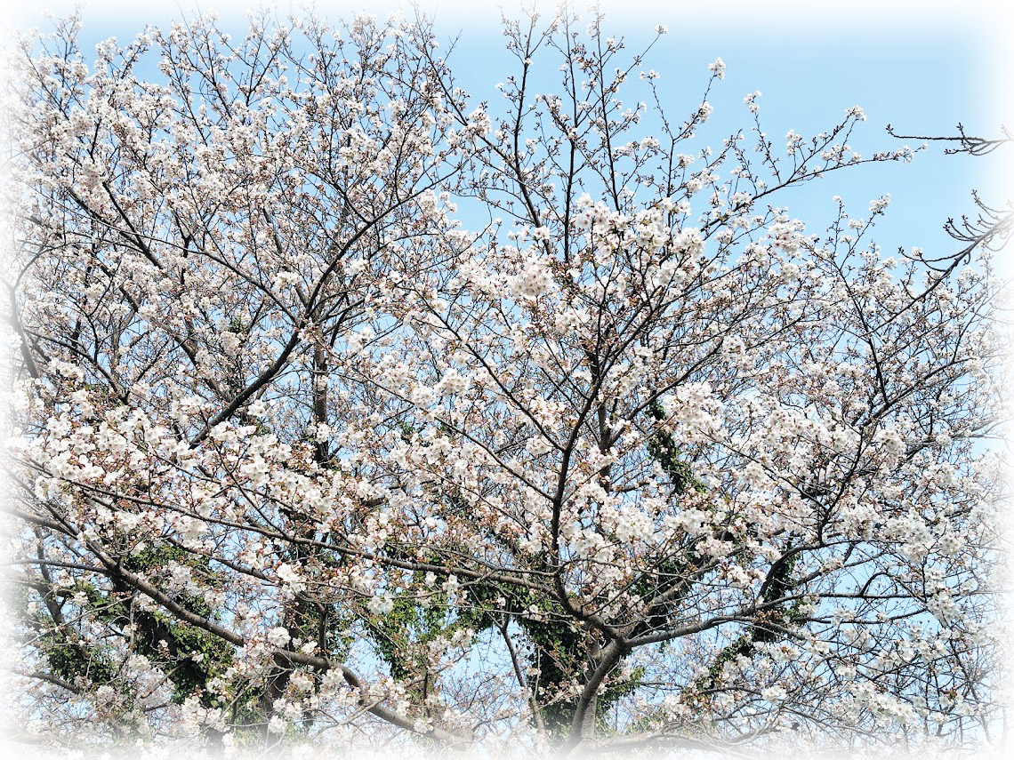 v6E7E6Ojquo3kI8's tweet image. 水辺のある風景 ～
埼玉県川島町の、梅ノ木 桜づつみ ～その3

「梅ノ木桜づつみ」は 梅ノ木古凍貯水池付近に連なる 桜の名所です

季節になると 明るい黄色の菜の花と 優雅に咲く桜が 一緒に楽しめ とても 綺麗です...

2026.03/30
#桜 #梅ノ木桜づつみ #川島町 #花 #梅ノ木古凍貯水池 #桜づつみ