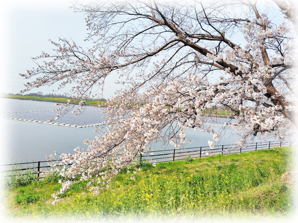 v6E7E6Ojquo3kI8's tweet image. 水辺のある風景 ～
埼玉県川島町の、梅ノ木 桜づつみ ～その3

「梅ノ木桜づつみ」は 梅ノ木古凍貯水池付近に連なる 桜の名所です

季節になると 明るい黄色の菜の花と 優雅に咲く桜が 一緒に楽しめ とても 綺麗です...

2026.03/30
#桜 #梅ノ木桜づつみ #川島町 #花 #梅ノ木古凍貯水池 #桜づつみ