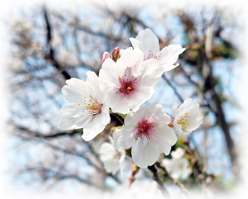 v6E7E6Ojquo3kI8's tweet image. 水辺のある風景 ～
埼玉県川島町の、梅ノ木 桜づつみ ～その3

「梅ノ木桜づつみ」は 梅ノ木古凍貯水池付近に連なる 桜の名所です

季節になると 明るい黄色の菜の花と 優雅に咲く桜が 一緒に楽しめ とても 綺麗です...

2026.03/30
#桜 #梅ノ木桜づつみ #川島町 #花 #梅ノ木古凍貯水池 #桜づつみ