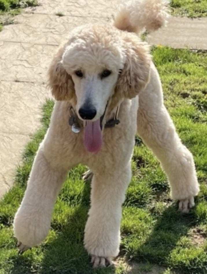 Cerys🌹 tweet media