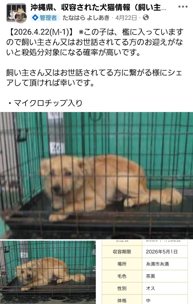 沖縄県糸満市の迷子犬です❣️
#沖縄県　#糸満　#糸満市

オスです。マイクロチップあり。

殺処分対象になる可能性が高いです‼️

飼い主に心当たりがある方は飼い主に即伝えてください‼️

シェアお願いいたします🙏

facebook.com/share/p/18hopH…
