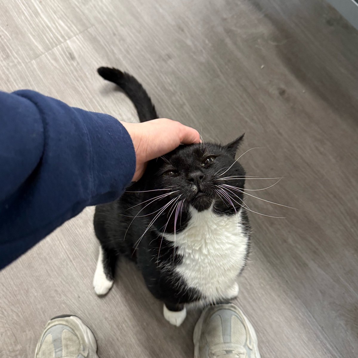 Friends of Bear Cat Rescue tweet media