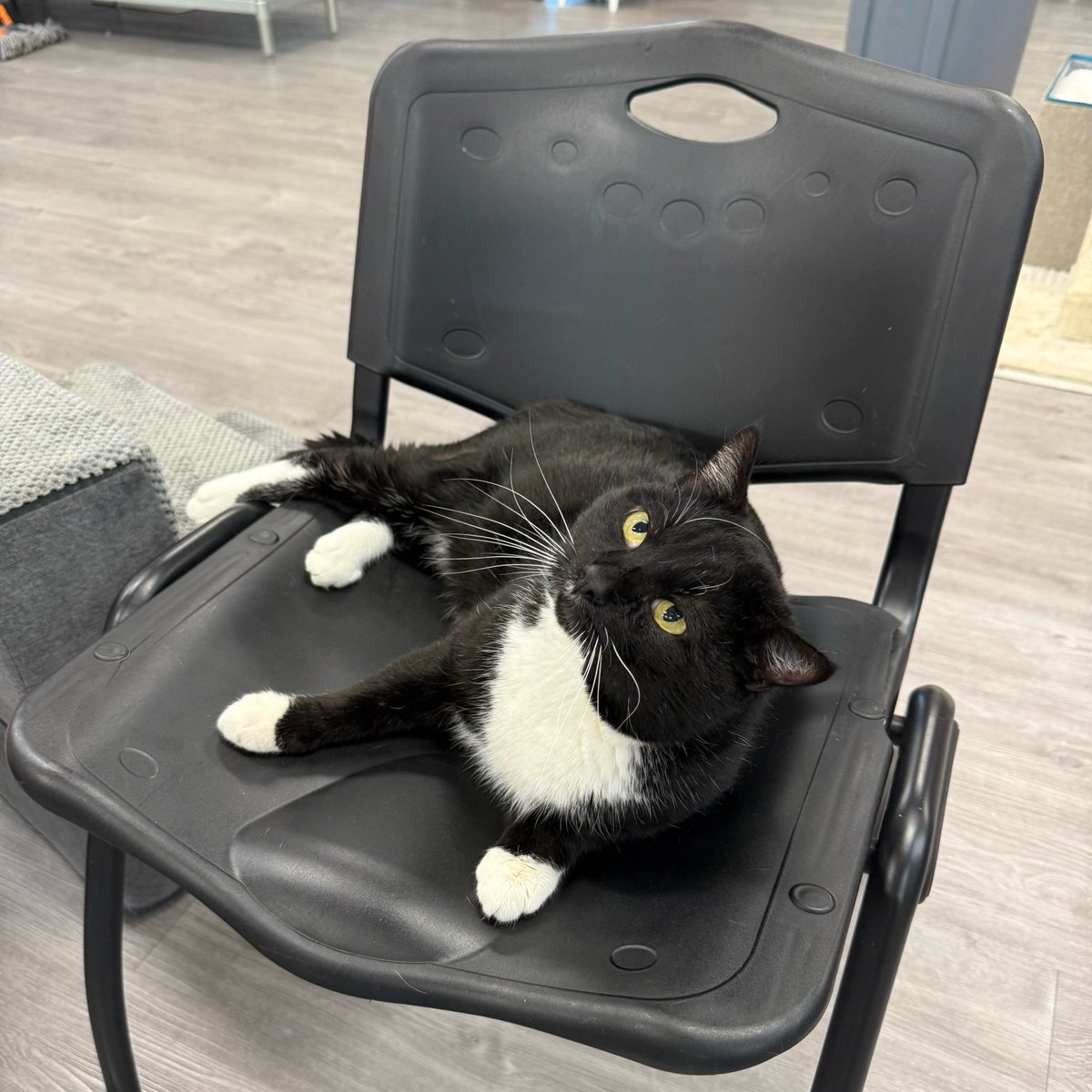 Friends of Bear Cat Rescue tweet media