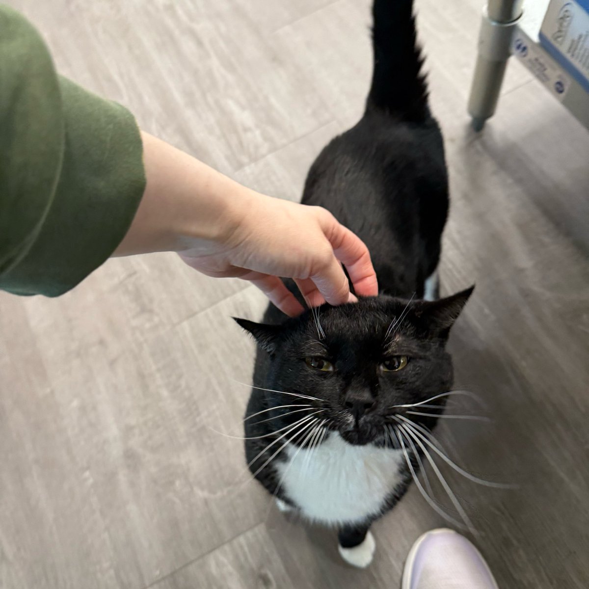 Friends of Bear Cat Rescue tweet media