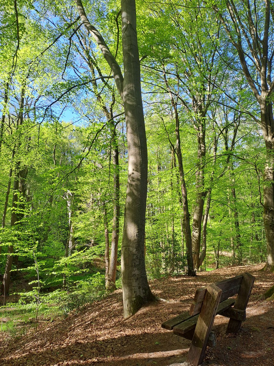 BekiekTwente's tweet photo. Mooi hè, al dat jonge frisse groen. 
#LenteInTwente
Dal van de Mosbeek
#Mander #Tubbergen 
#Twente #BekiekTwente https://t.co/hDU7ETKwU9