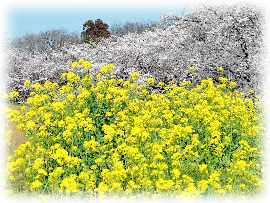 v6E7E6Ojquo3kI8's tweet image. 埼玉県、東松山農林公園の 桜～その10 (Fin)

桜並木が 美しい、隠れた お花見スポット としても 知られていますが...

菜の花 との、共演も、とても キレイ でした...  

2026.03/29
#桜 #さくら #サクラ #染井吉野 #ソメイヨシノ #菜の花 #桜並木 #東松山市農林公園 #丘の上の桜Weeek #東松山市 #花