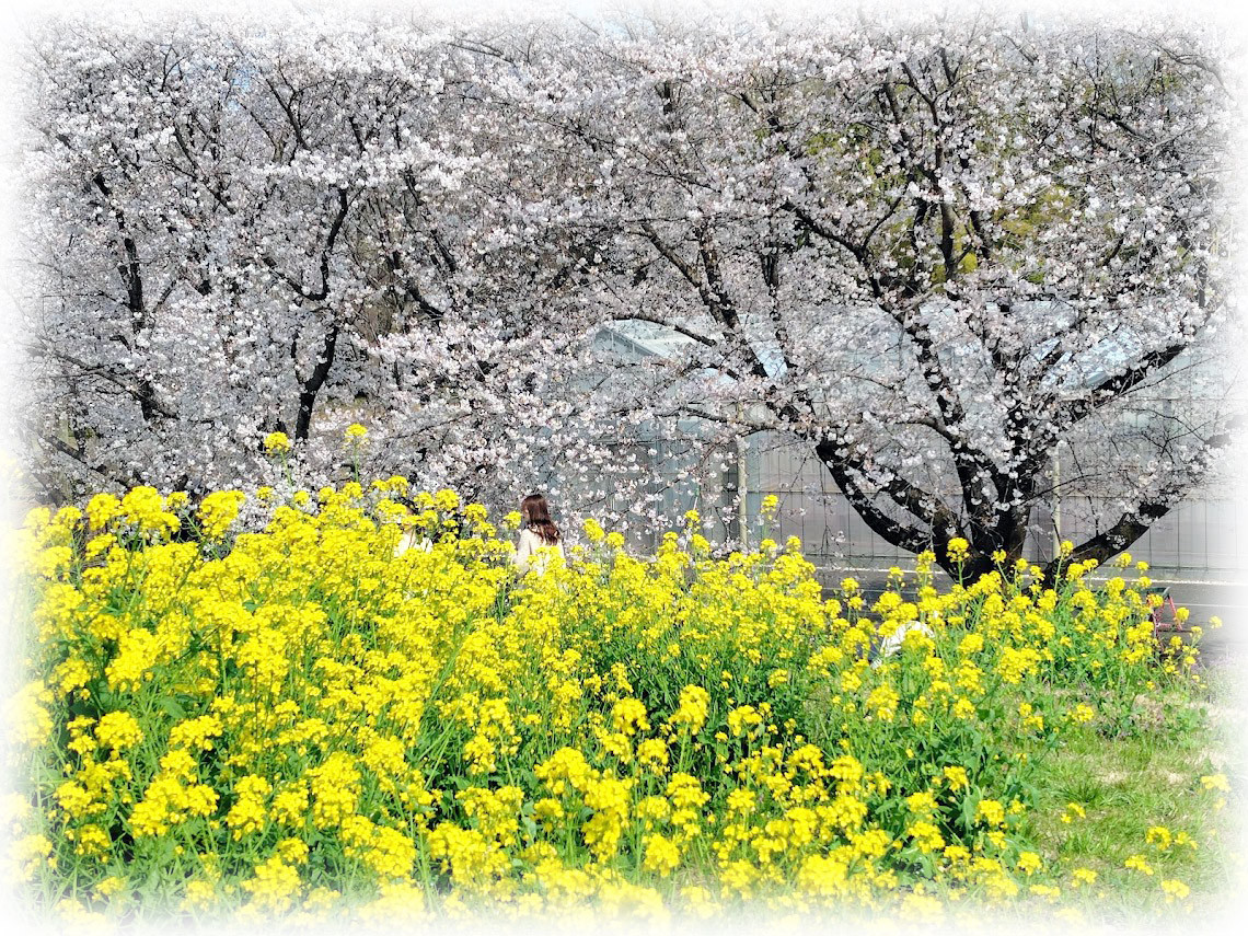 v6E7E6Ojquo3kI8's tweet image. 埼玉県、東松山農林公園の 桜～その10 (Fin)

桜並木が 美しい、隠れた お花見スポット としても 知られていますが...

菜の花 との、共演も、とても キレイ でした...  

2026.03/29
#桜 #さくら #サクラ #染井吉野 #ソメイヨシノ #菜の花 #桜並木 #東松山市農林公園 #丘の上の桜Weeek #東松山市 #花