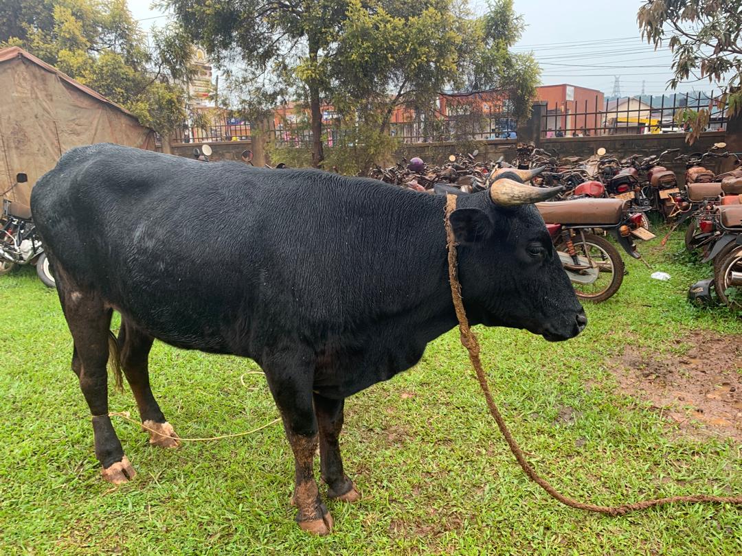 PoliceUg's tweet photo. / @KawalaRachael "Police at Nateete have recovered two suspected stolen cattle following a swift and coordinated response.

On 29th April 2026 at approximately 04:00hrs, Police received intelligence regarding a motor vehicle reportedly transporting suspected stolen cattle. Officers immediately acted on the tip-off and intercepted motor vehicle registration number UAS 521W, a silver Toyota X-Trail, in Busega opposite the main market.

Upon interception, the occupants of the vehicle abandoned it and fled the scene. A search of the vehicle led to the recovery of two live cows believed to have been stolen.

The motor vehicle has since been impounded and is currently parked at Nateete Police Station as investigations continue. A case of being in possession of suspected stolen cattle has been registered to facilitate further inquiries.

Efforts are underway to identify and apprehend the suspects.