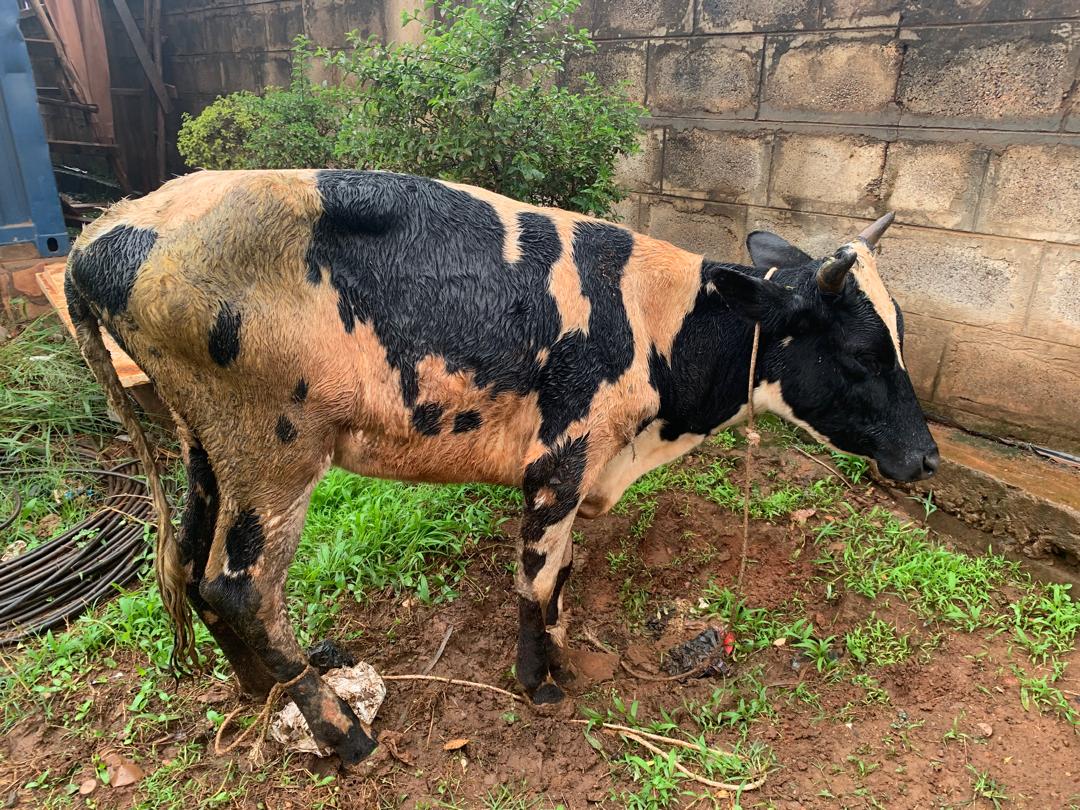 PoliceUg's tweet photo. / @KawalaRachael "Police at Nateete have recovered two suspected stolen cattle following a swift and coordinated response.

On 29th April 2026 at approximately 04:00hrs, Police received intelligence regarding a motor vehicle reportedly transporting suspected stolen cattle. Officers immediately acted on the tip-off and intercepted motor vehicle registration number UAS 521W, a silver Toyota X-Trail, in Busega opposite the main market.

Upon interception, the occupants of the vehicle abandoned it and fled the scene. A search of the vehicle led to the recovery of two live cows believed to have been stolen.

The motor vehicle has since been impounded and is currently parked at Nateete Police Station as investigations continue. A case of being in possession of suspected stolen cattle has been registered to facilitate further inquiries.

Efforts are underway to identify and apprehend the suspects.