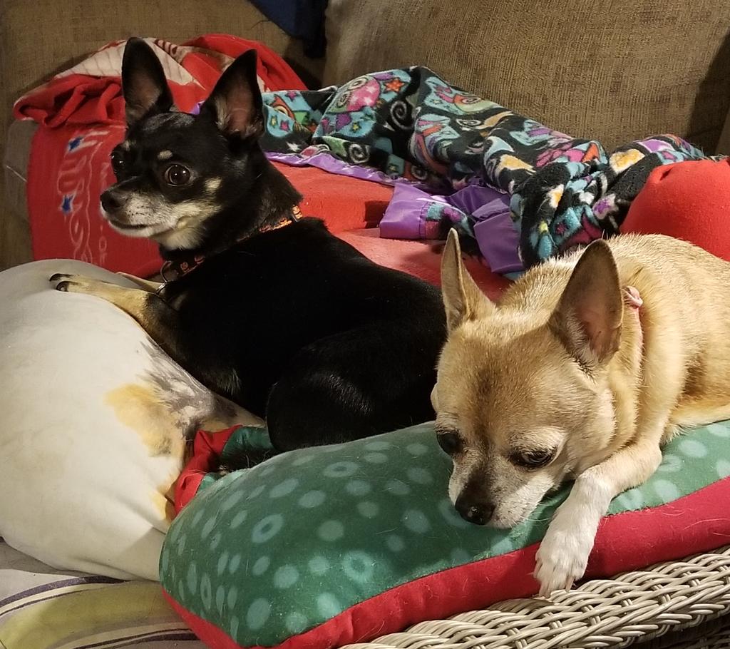 paco5775's tweet image. Wayback Wednesday 💖 #dogsoftwitter #Chiquita #TikiMyHeart #ForeverLoved