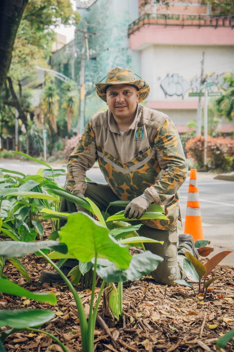 FicoGutierrez's tweet photo. Hoy Medellín recibe un reconocimiento que nos llena de orgullo: por cuarta vez consecutiva somos Ciudad Árbol del Mundo, un logro otorgado por la FAO y la Arbor Day Foundation 🌳🏅. Esto no es un premio simbólico, es el resultado de decisiones firmes, inversión y trabajo constante para cuidar nuestra biodiversidad.

Mientras otras ciudades pierden verde, aquí hemos sembrado más de 195.000 árboles desde 2024 y, solo en 2025, recuperamos más de 250.000 metros cuadrados de zonas verdes, conectando la ciudad con la naturaleza.

Hoy contamos con más de 4.000 hectáreas protegidas que cuidan el agua, la fauna y nuestros ecosistemas. Los resultados ya se sienten: más biodiversidad, mejor aire y una ciudad más fresca 🌤️🌱.

En Medellín lo tenemos claro: los árboles no son adorno, son vida. Y vamos a seguir construyendo la ciudad verde y sostenible que queremos ❤️.