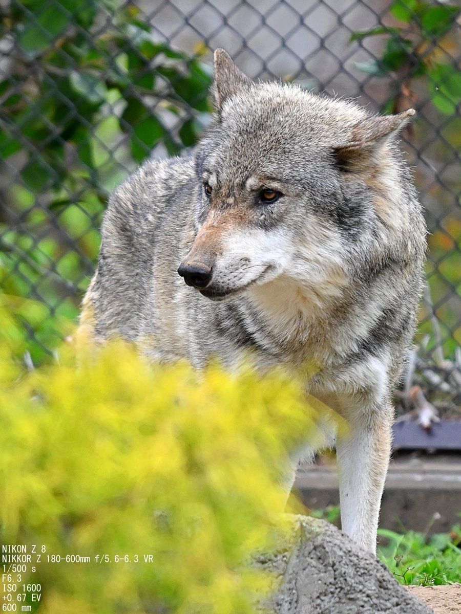 虎太狼　長野市発 多摩動物公園でタイリクオオカミ3頭の子狼誕生 脱走少女スイが