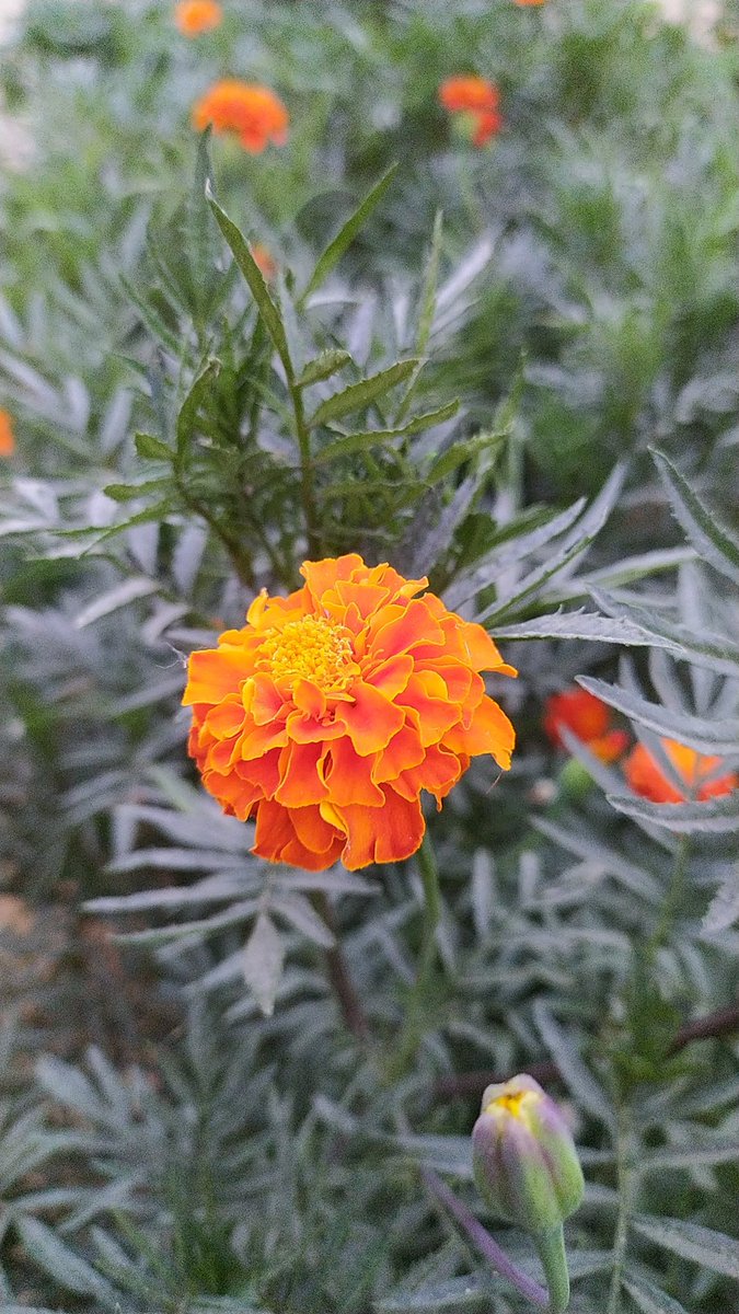 kaur55love's tweet image. Beauty of Nature🌼🌻❤️
#NatureIsBeautiful 
#wednesdayVibe