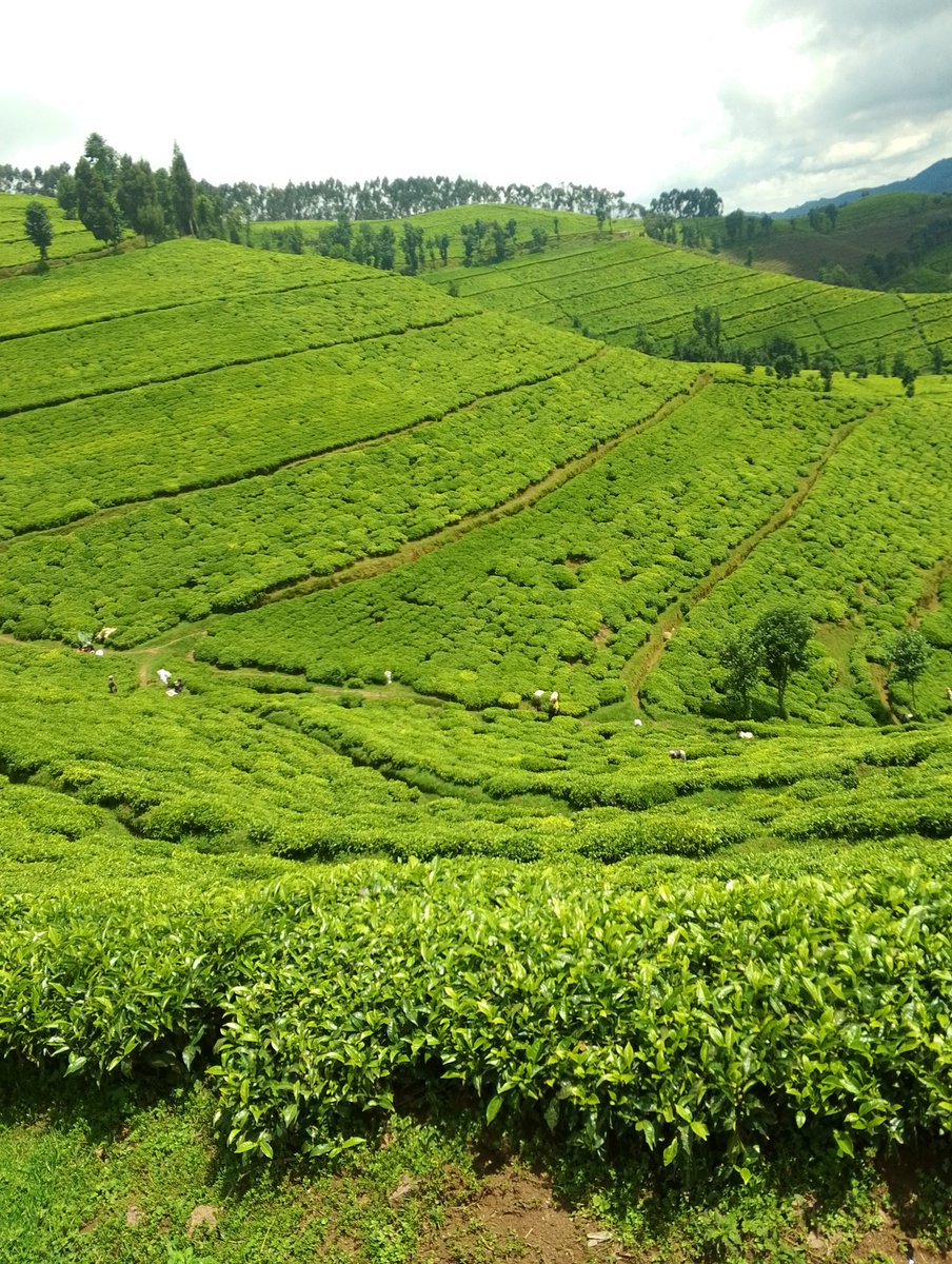 Iradukunda1650's tweet photo. When managing tea growing healthy and well trained on the same level of plucking tables produce great views of their region and help for easily harvesting leaves simple.
#TeaFarm #Greatview
#CashCrops https://t.co/9k30zZUY0P