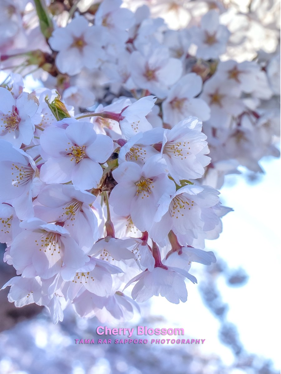 yuki_tama_rar_s's tweet image. 🌸-SAKURA-🌸
サクラの花をアップで😘
GW後半戦はどこにいこうかなぁ...。
#桜 #cherryblossoms #SAKURA
#ファインダー越しの私の世界
#キリトリセカイ #SonyAlpha
#a75 #sony #これソニーで撮りました
#東京カメラ部
#Photograph #Photography