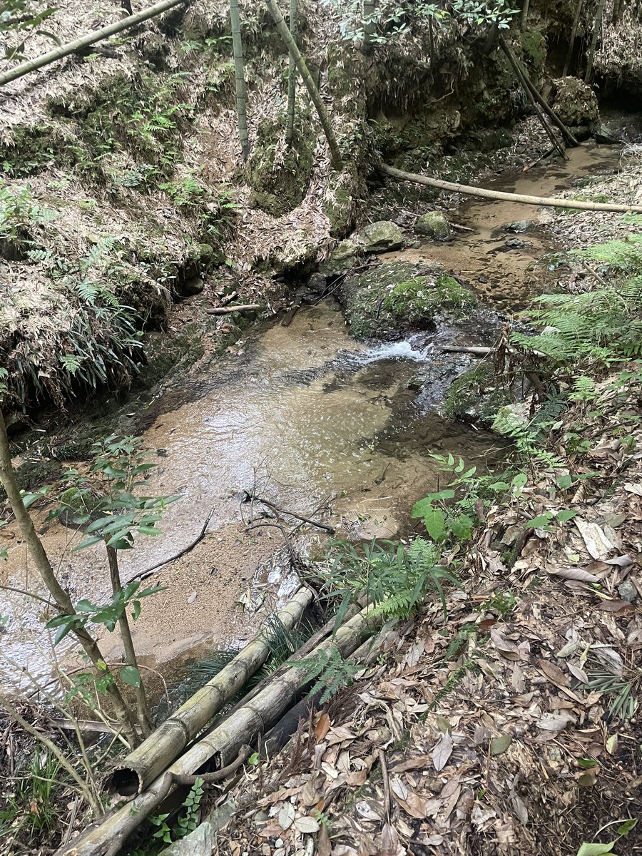 Image for the Tweet beginning: 友人の山で毎年恒例のタケノコ掘りに行ってきました！

取ったばかりのタケノコは天ぷらにして、持って帰った分はアク抜きしてキンピラにしました😋

数日楽しめる😋💕

【4/29やった事】
🌸#デイトラ チームクリエイティブ 作業
🌸ランサーズ レギュラーランクにした 