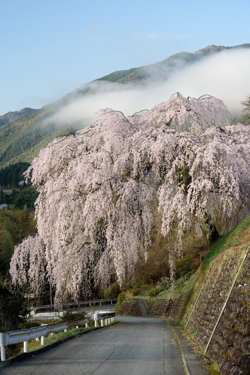 moco0420's tweet image. ⁡陽の光が当たるととても綺麗🌸
⁡⁡
⁡2026/04/06⁡
⁡#桜 #岩太郎のしだれ桜 #Flowers⁡
#東京カメラ部 #tokyocameraclub
#私とニコンで見た世界
#ファインダー越しの私の世界
#写真好きな人と繋がりたい