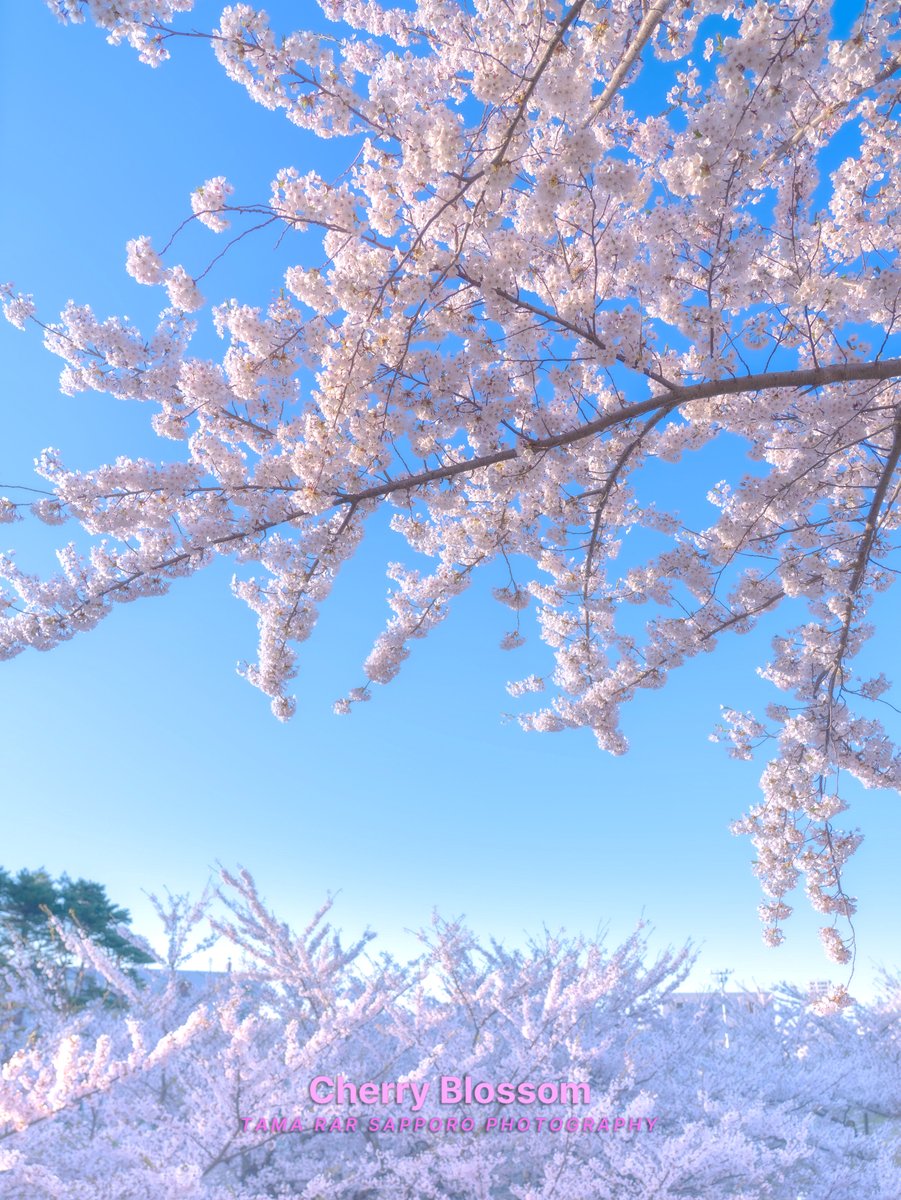 yuki_tama_rar_s's tweet image. 🌸-SAKURA-🌸
青空とさくら。
五稜郭公園は堀の上に遊歩道があるのでこんな風景を見ることができます。
おやすみなさい💤
#桜 #cherryblossoms #SAKURA
#ファインダー越しの私の世界
#キリトリセカイ #SonyAlpha
#a75 #sony #これソニーで撮りました
#東京カメラ部
#Photograph #Photography