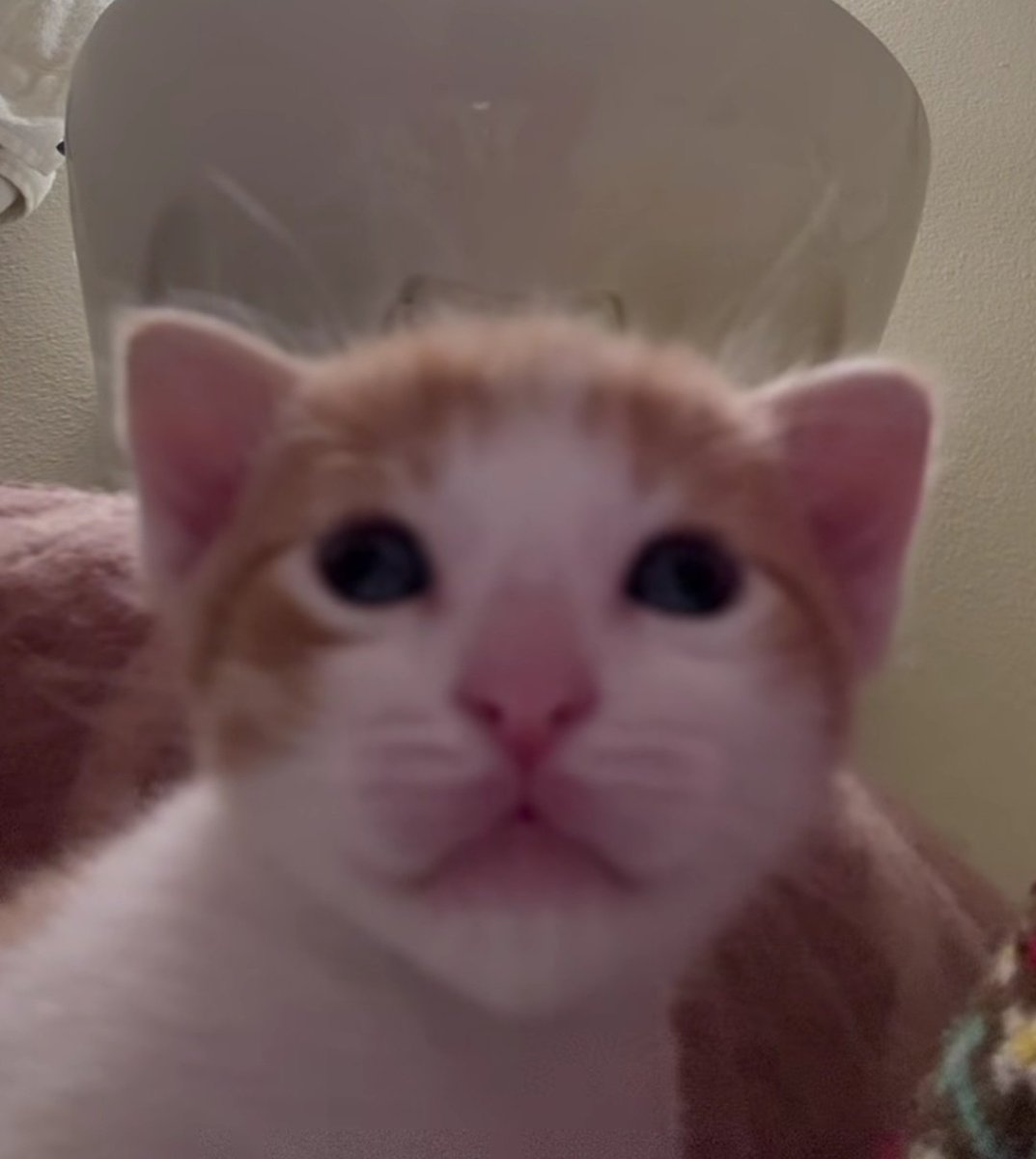 Vixin ♡ tweet media