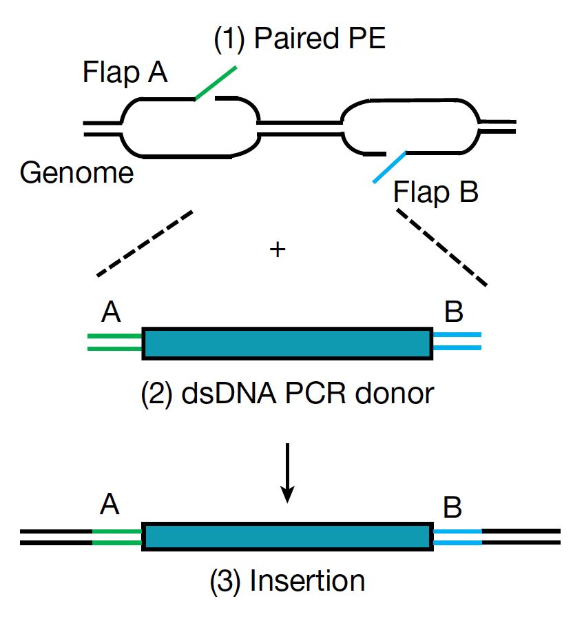 RNA Therapeutics Institute tweet media
