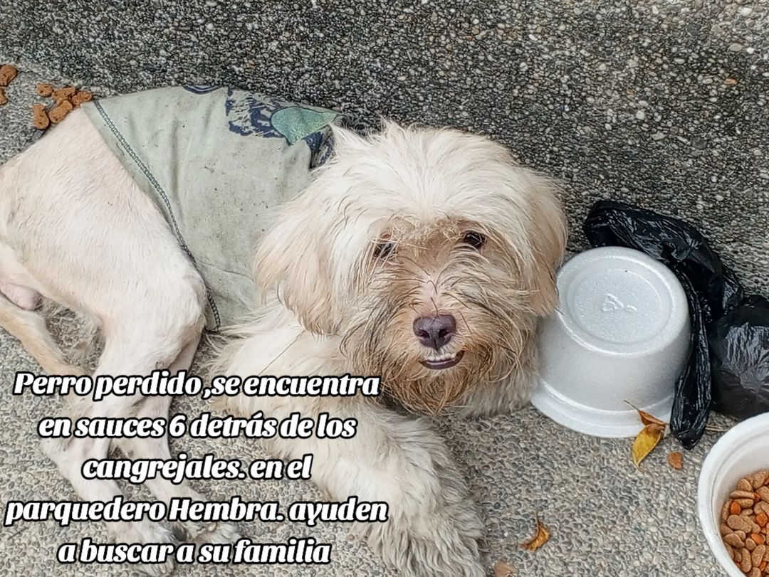 Alerta me perdi tweet media