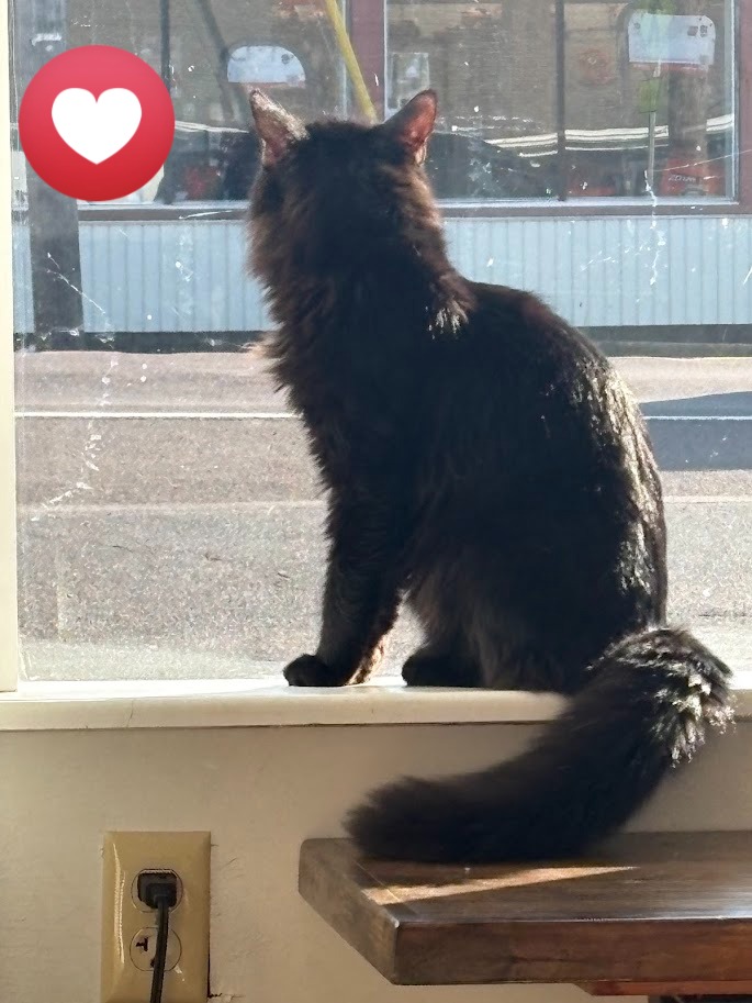 MeWowCatCafe's tweet image. Look at me!  I know you want to come in here and pet me - is what Frankie says every time a car goes by!  😹😽❤

#mewowcatcafe #catcafe #happycats #catlovers #cat #doylestownkitties