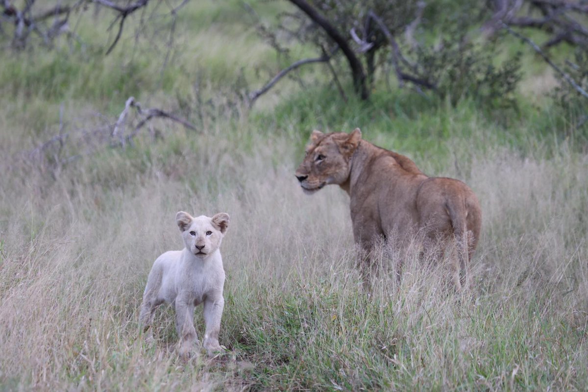 African Experience | Safari, Golf & Day Tours tweet media
