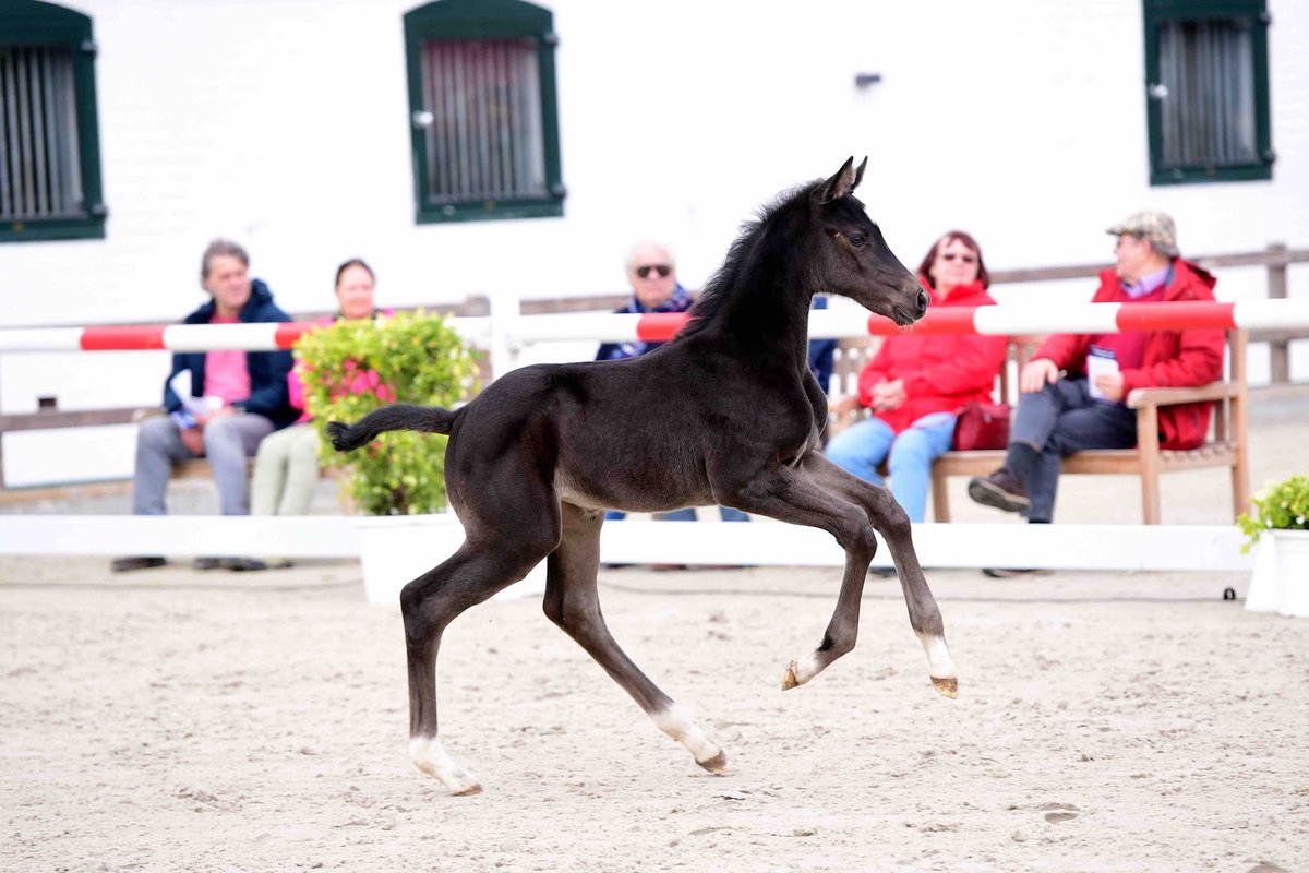 Horseweb.de tweet media