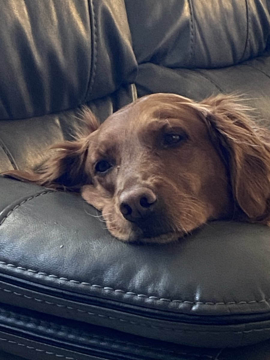 Lisa Peterson tweet media