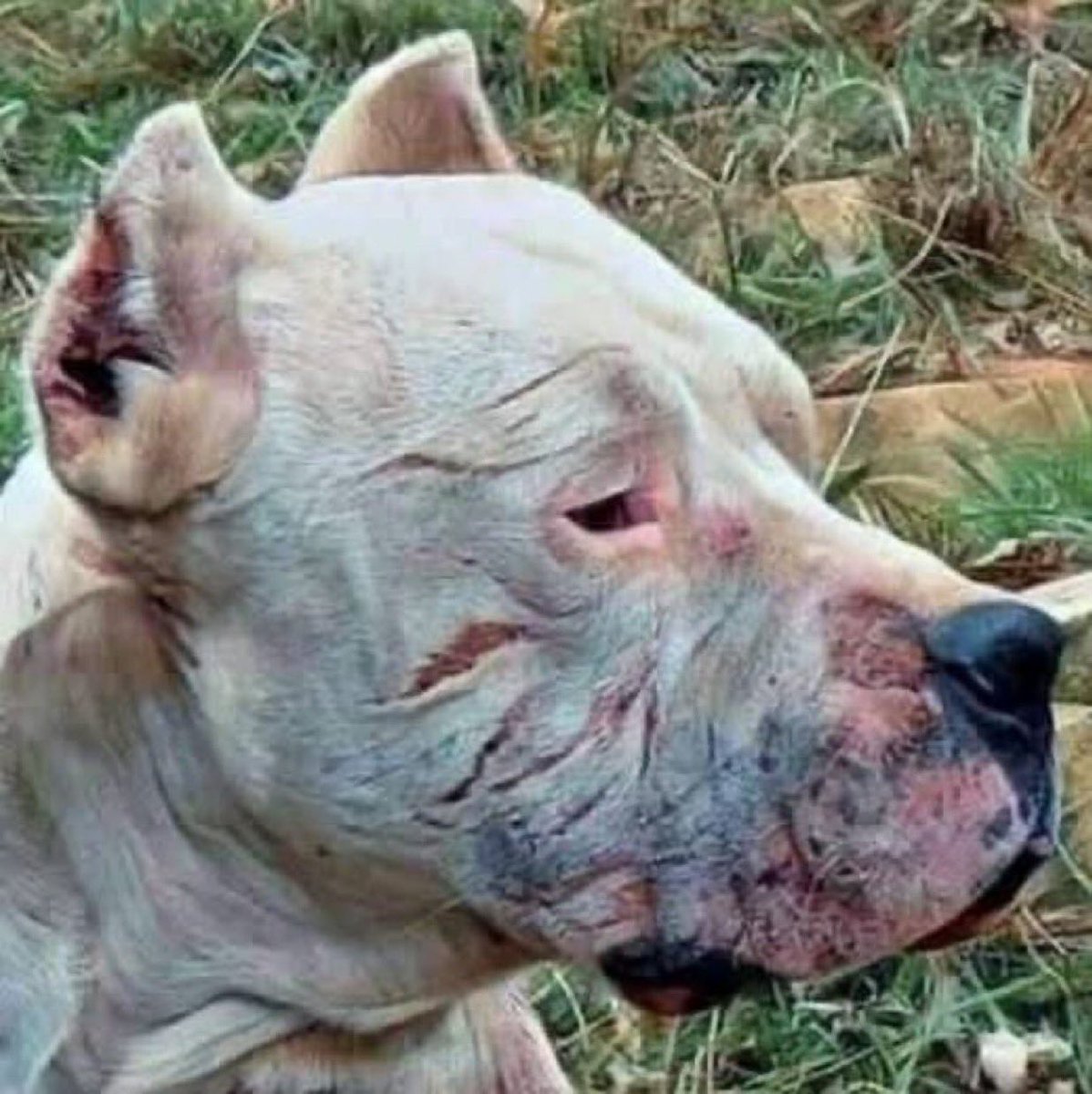 You’re looking into the face of a hero.
This is Morocho – the dog who stood between a puma and two little girls. Without hesitation, he risked his own life to save his owner’s daughters.
The fight left marks on his body, but never on his loyalty.
Some heroes don’t wear capes –