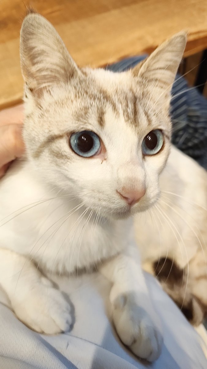 TEN FORWARDのテンちゃん。外猫ちゃんを保護し我が家へ迎え入れ家族になりました😺