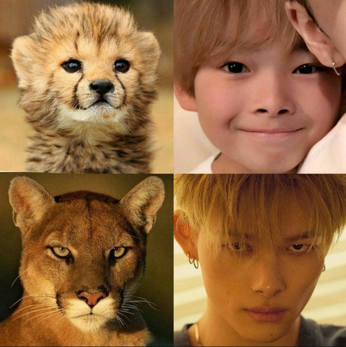 kediler ve riki tweet media