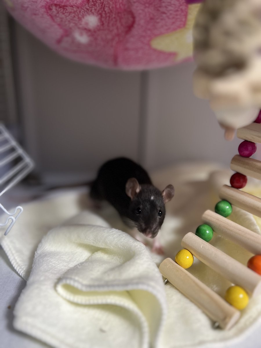 onezu_puatubu's tweet image. 生後1ヶ月の子ネズミガールズ🐀
可愛い〜♡
まだ110gと130gしかない👶🏻
スクスク育て🫶🏻

#ファンシーラット #ラット　#rat #ねずみ