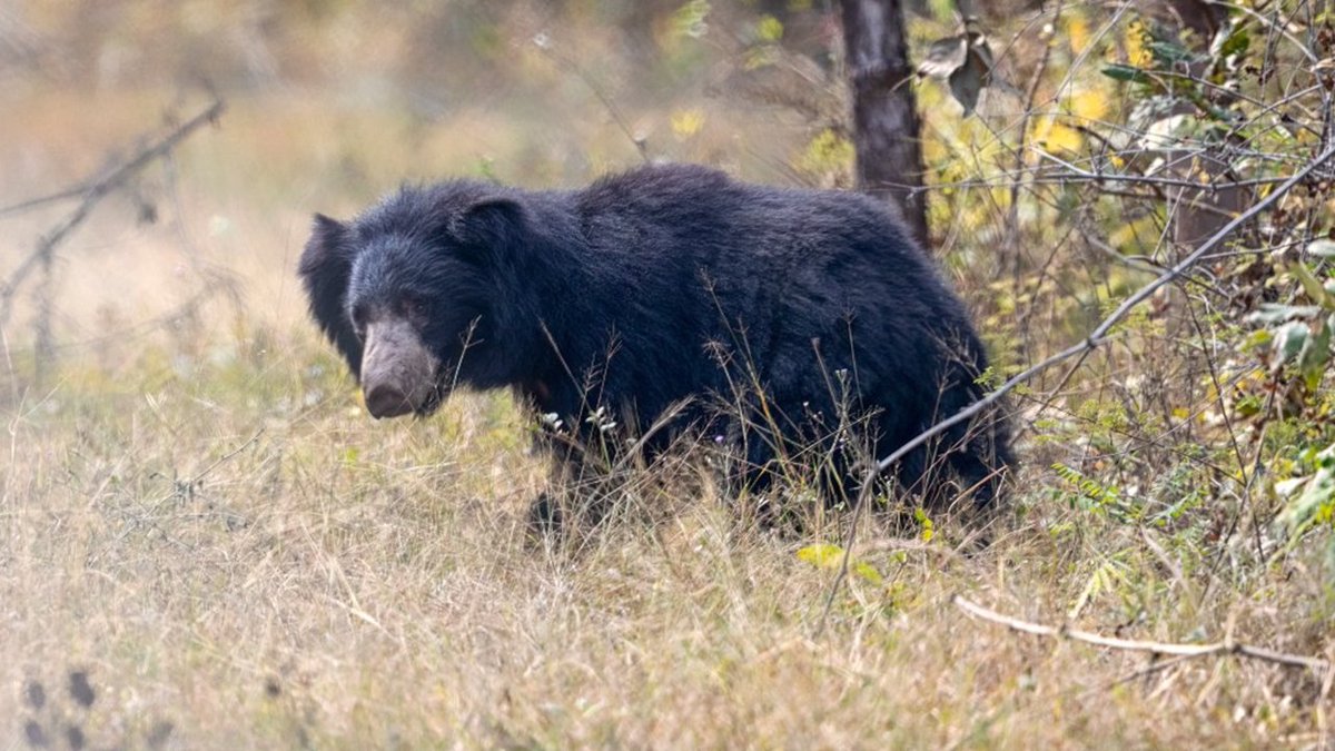 ttbfrommumbai's tweet image. #Tadoba Tiger Reserve with about 90-100 Tigers, it's one of the best places near Mumbai for tiger sightings. Other mammals include Indian Panthers, Sloth Bears, Gaur, Nilgai, Dhole, Striped Hyena, Little Indian Civet, wild cats, Sambar, Chausingha, and Honey Badger.